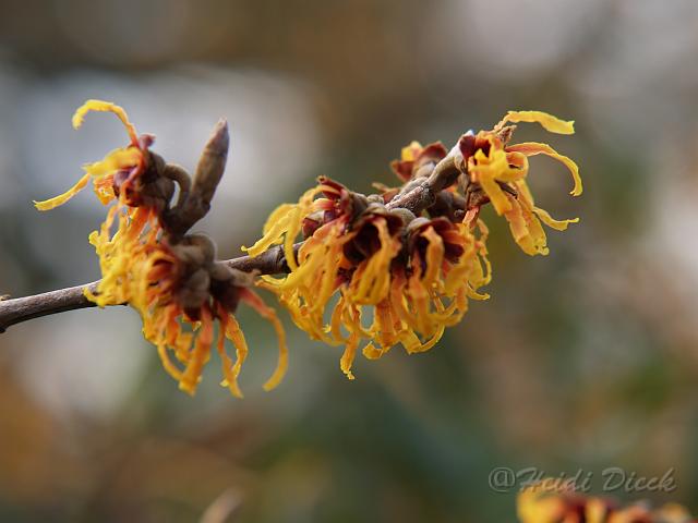 Hamamelis mollis Orange.JPG - Hamamelis mollis 'Orange'Berggarten Hannover 2006